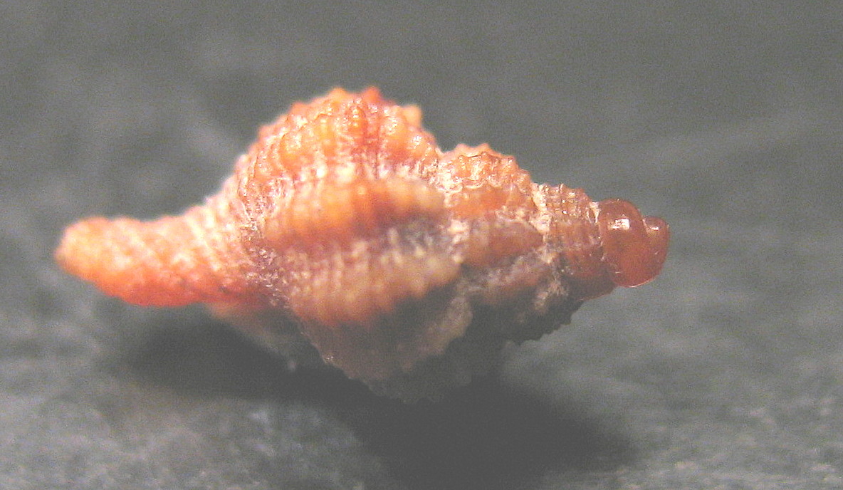 Juvenilia di molluschi